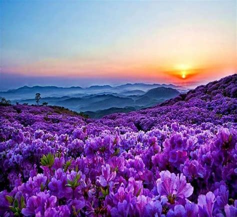 Purple Fields Forever Beautiful Landscapes Beautiful