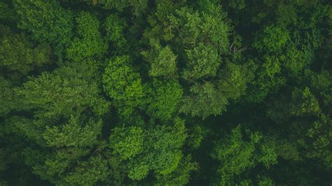 Forest Trees Aerial View Treetops Green 4k Hd Wallpaper