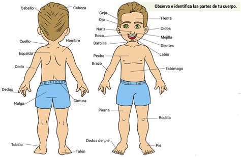 Partes Del Cuerpo Humano Escolar Abc Color