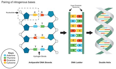 I guessed either 28 or 8!. Adenine of DNA is equimolar with a Uridine b Thymine class ...