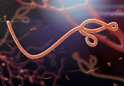 We provide basic scientists, epidemiologists. Ebola outbreak spreads to Uganda - Homeland Preparedness News