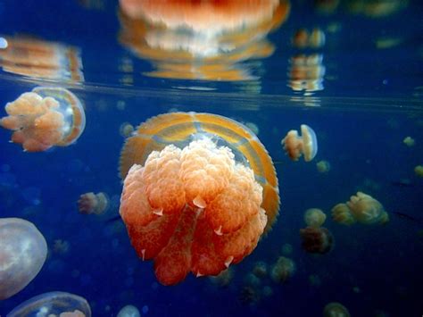 Jellyfish Lake Smithsonian Photo Contest Smithsonian Magazine