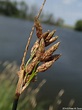 Schoenoplectus acutus (Hard-stem Bulrush): Minnesota Wildflowers