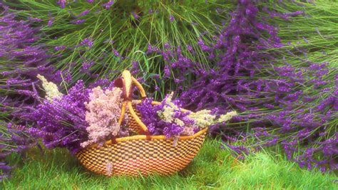 Hd Lavender Flower Backgrounds Pixelstalknet