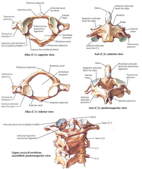 Cervicales Hautes Atlas Axis Anatomy Bones Human Skeletal System Skull Anatomy