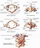 cervicales hautes atlas axis | Anatomy bones, Human skeletal system ...