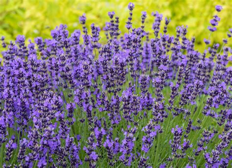 Check spelling or type a new query. The Best Flowers for Bees - Bob Vila