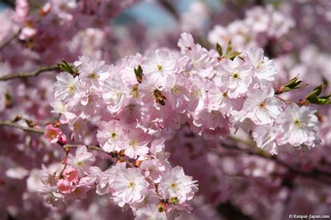 Sakura Ohanami Japanese Cherry Blossom 🌸 The Flowering Of Cherry