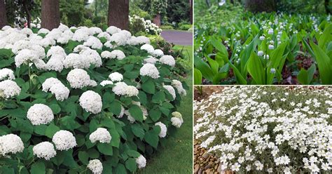 10 Beautiful White Ground Cover Plants • India Gardening