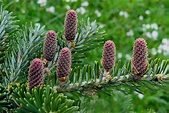 Zapfen-Bildung (Nordmann-Tanne) Foto & Bild | pflanzen, pilze ...