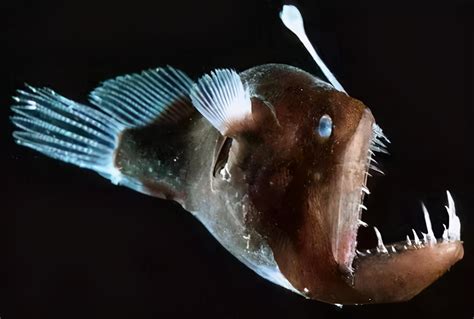 琵琶鱼的交配方式有多可怕？雄性不仅活不成，还变成雌性的性器官