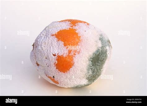 Penicillium Digitatum Or Aspergillus Digitatus Colonizing An Orange