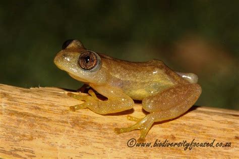 Biodiversity Focused Frogs