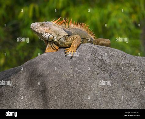 Iguana The Iguana Is A Genus Of Herbivorous Lizards That Are Native To Tropical Areas Of Mexico