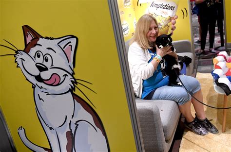 Photos Catcon Worlds Largest Cat Centric Culture Event In Pasadena