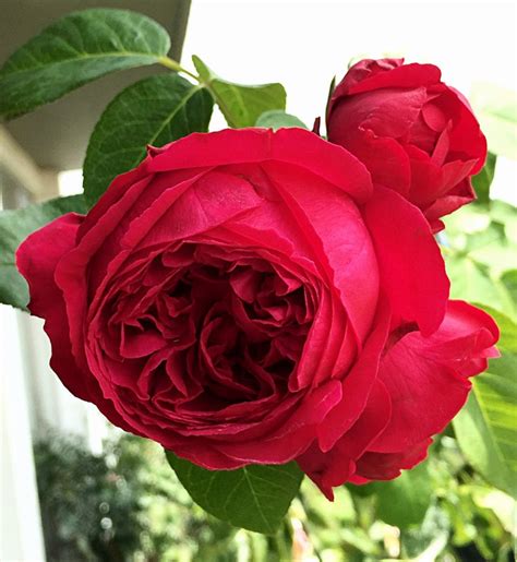 Red Eden Rose Photo