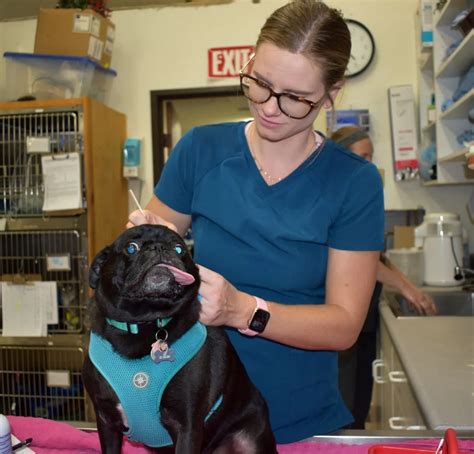 Not Just 4 Paws Animal Hospital Veterinarian In Canyon Lake Ca