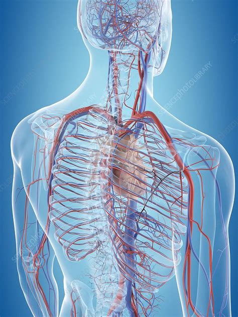 Human Cardiovascular System Illustration Stock Image F011 5931