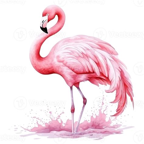 Watercolor Pink Flamingo Isolated 27124211 Png
