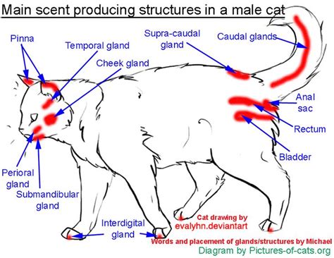 Cat Lymph Nodes Diagram
