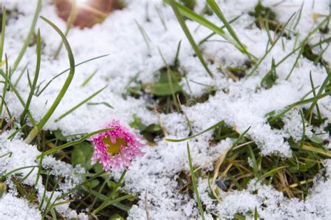 Daisy Flower On The Lawn In The Snow Stock Photo Image Of Leaves