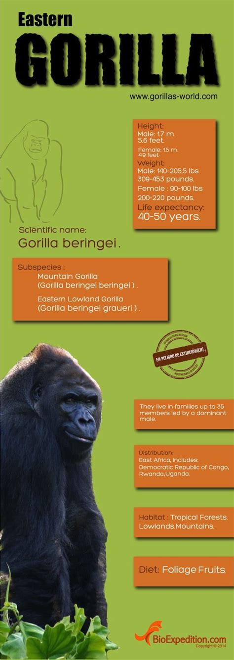 Eastern Gorilla Infographic Gorilla Facts And Information Eastern