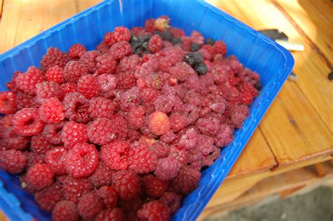 Free Images Nature Plant Raspberry Fruit Berry Summer Dish