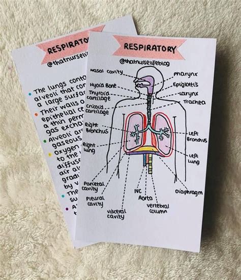 Respiratory Anatomy Flashcards Pdf In 2021 Anatomy Flashcards Study