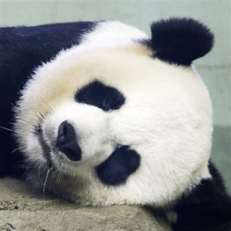 Giant Panda Mei Xiang Pregnant And Due Within Days Says Us National
