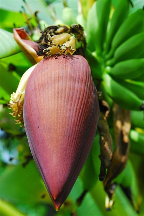 Banana Female Flower Diagram