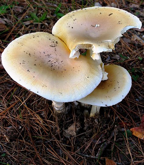 Fungi Encyclopedia Of Arkansas