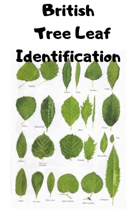 British Tree Leaf Identification Tree Leaf Identification Leaf