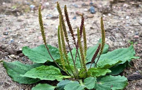 12 Edible Wild Plants With Extraordinary Health Benefits You Can Forage For