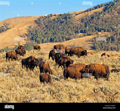 List 103 Pictures What Is The Largest Grazing Mammal In Yellowstone