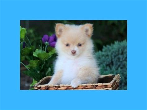 Cruza De Pomerania Con Chihuahua ¿pomchi Mundoperro