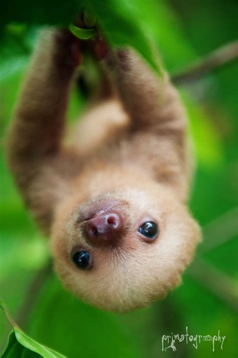 59 Cute Sloth Wallpapers On Wallpaperplay