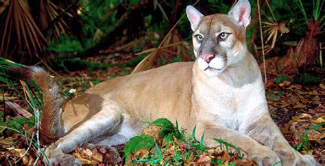 Endangered Species Eastern Puma Questions Put Florida