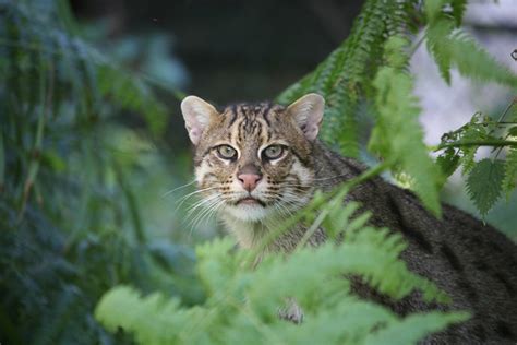 Through Golden Eyes Fighting For The Fishing Cat