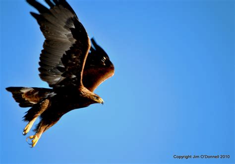 Birds Golden Eagle Photography Around The World In Eighty Years