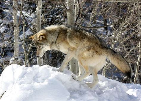 How Colorado Plans To Reintroduce Wolves On Western Slope By 2023