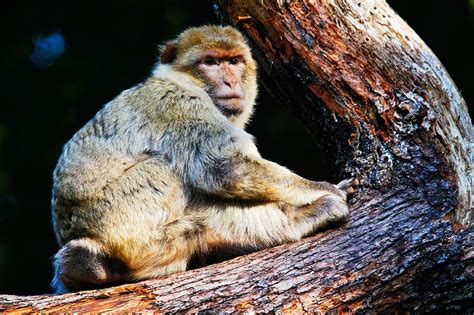 Barbary Ape Monkey Animals Nature Mammals Animal Wildlife Animals