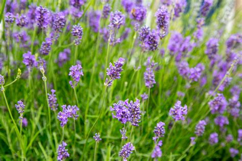 Lavender Flower Free Stock Photo Public Domain Pictures