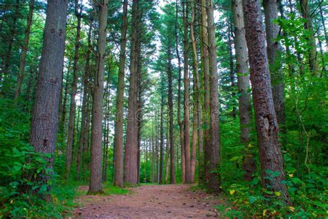 Tall Pine Trees In An Illinois Forest Stock Image Image Of Plant