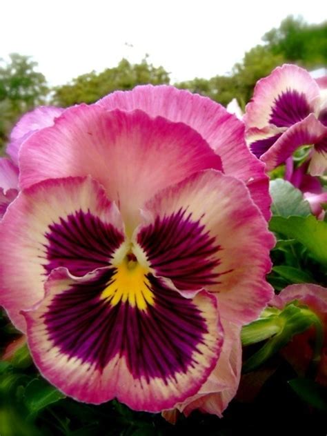 Pink Pansy Flowers And Gardening Pinterest