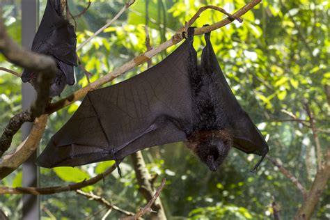 Rodrigues Fruit Bats San Diego Zoo 100
