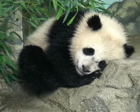 Smithsonian National Zoo June 2014 Baby Panda Bao Bao Napping Bliss