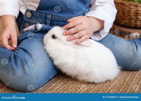 Little Girl Holding Cute Fluffy Rabbit Closeup Adorable Fluffy White