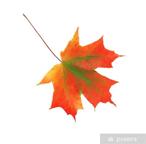 Naklejka Jesienny liść klonu na białym tle • Pixers® - Żyjemy by zmieniać
