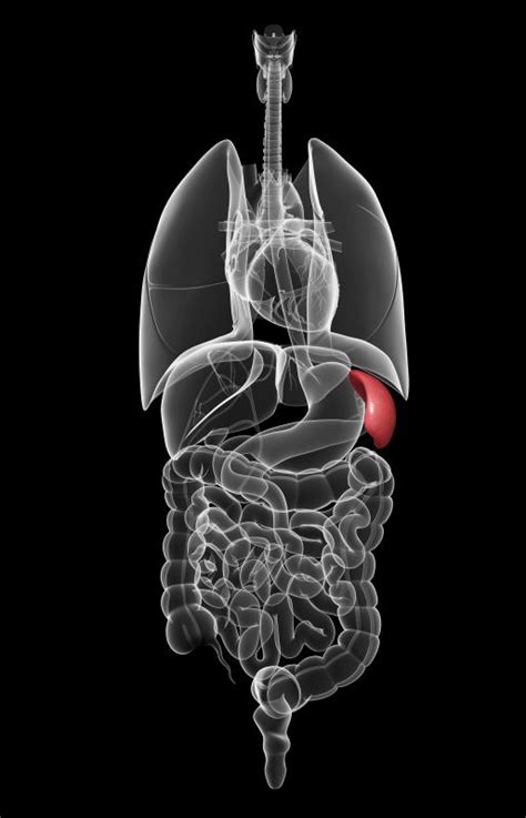 What Are The Different Types Of Spleen Diseases