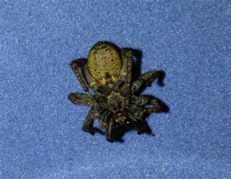 Female Lycosidae Wolf Spiders In Houston Texas United States